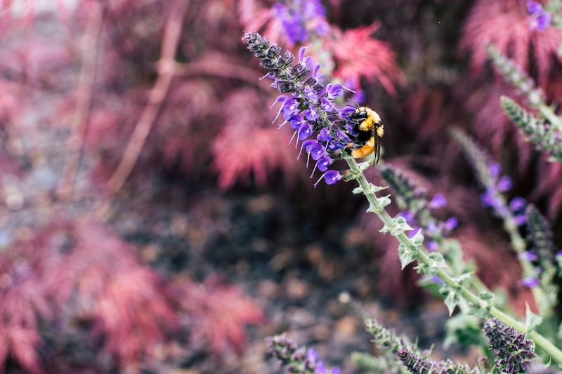 Bumblebee buzzing among flowers