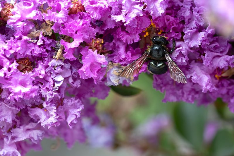 Carpenter bee on a purple flower