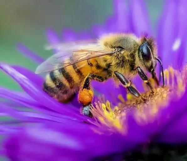Honey bee on a wildflower