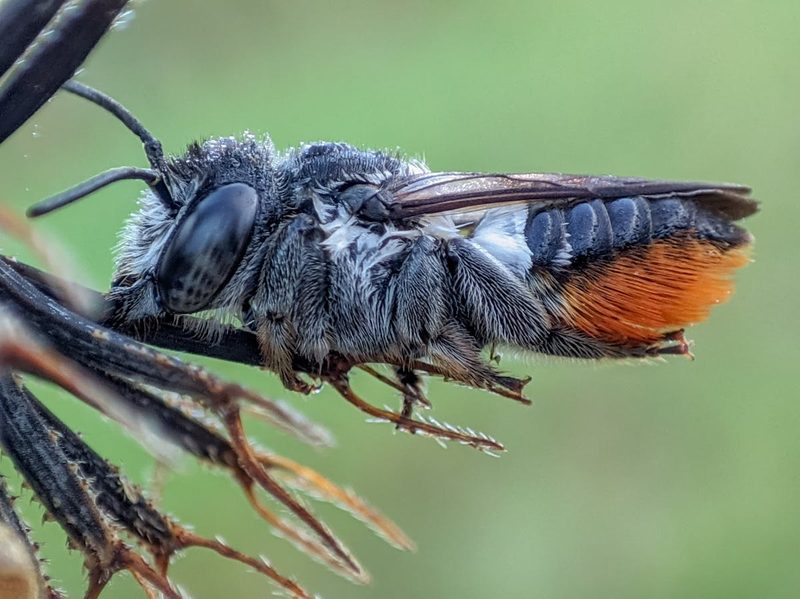 Leafcutter bee carrying a leaf piece