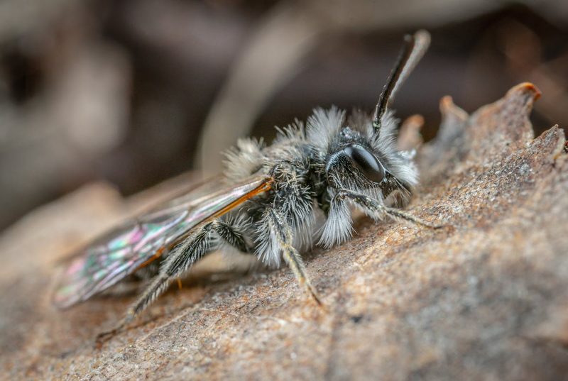 Mason bee entering a nesting tube