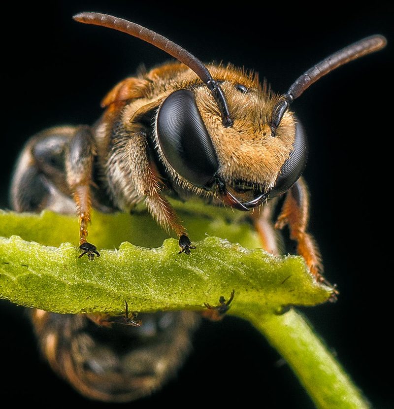 Metallic green sweat bee on a flower