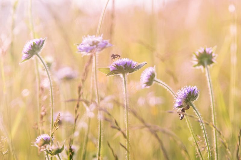 Bees visiting a field of wildflowers