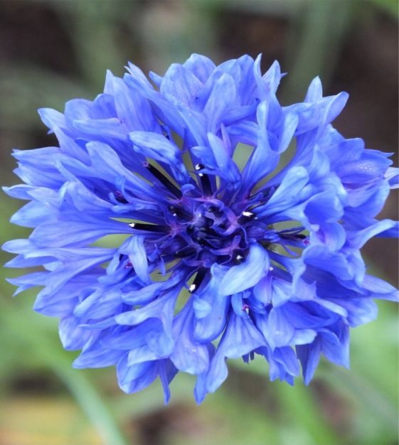 Blue Bachelor's Button