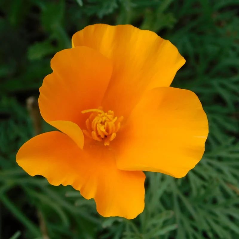 California Poppy