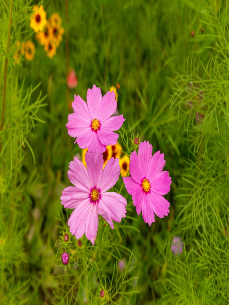 Dwarf Cosmos