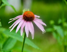 Pink Coneflower