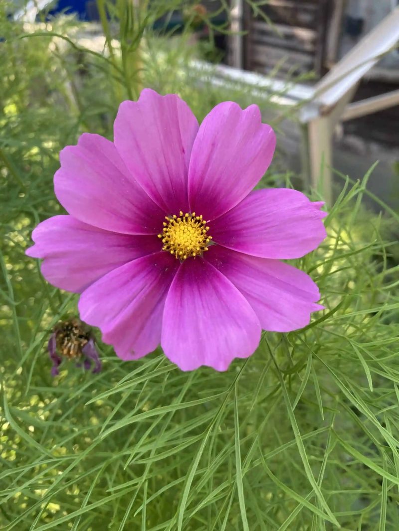 Pink Cosmos