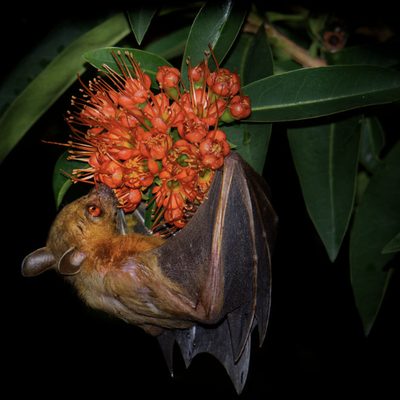 Bat pollinator