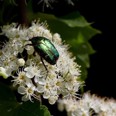 Beetle pollinator