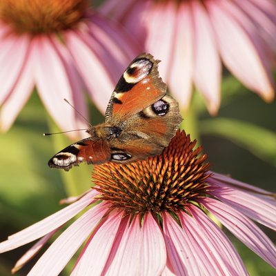 Butterfly pollinator