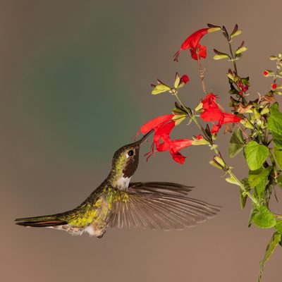 Hummingbird pollinator