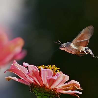 Moth pollinator