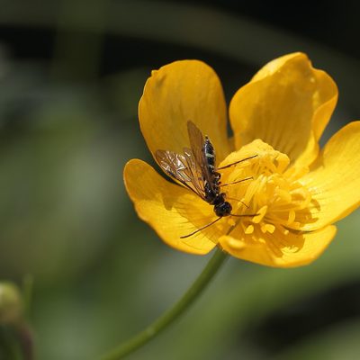 Wasp and hoverfly pollinators