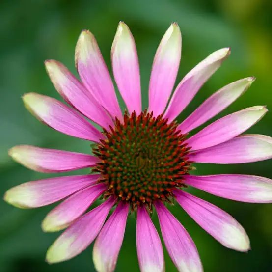 Purple Coneflower