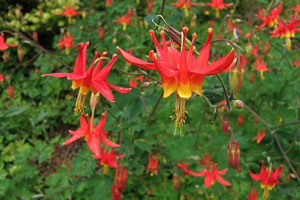 Red Columbine