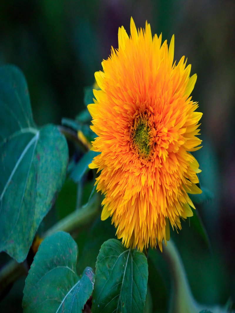 Sungold Sunflower