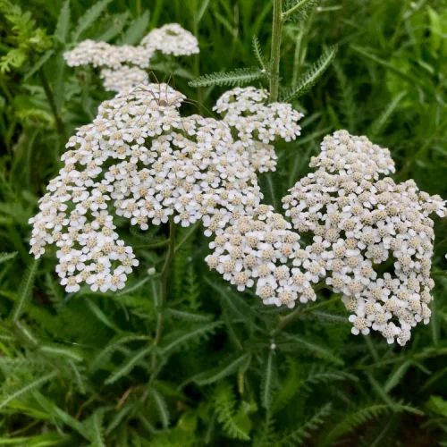 White Yarrow