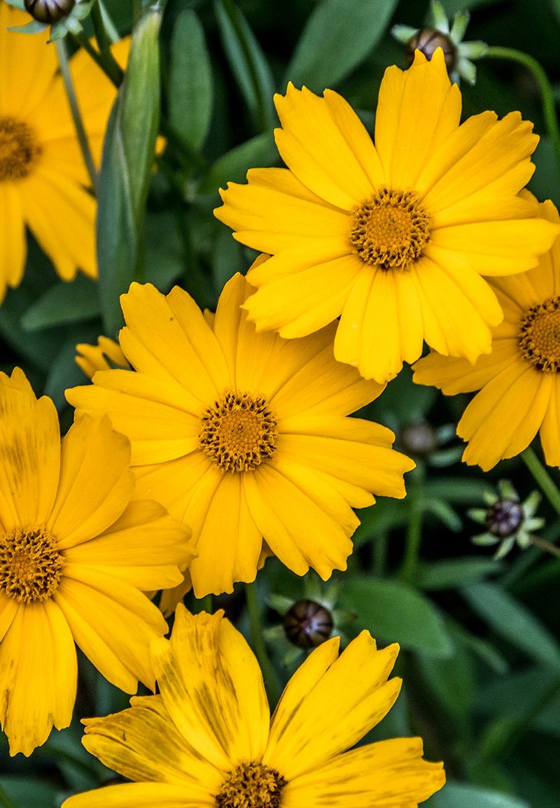 Yellow Coreopsis